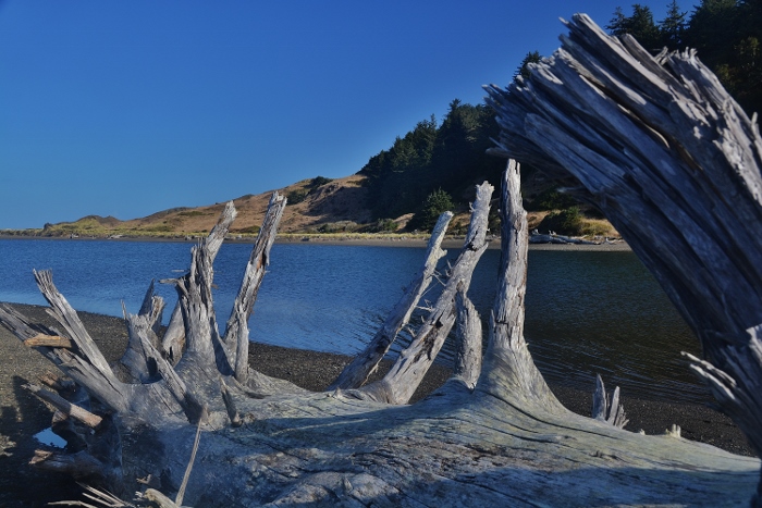 driftwood on river bank